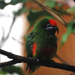 Plum-faced Lorikeet at Walsrode, 22/03/13