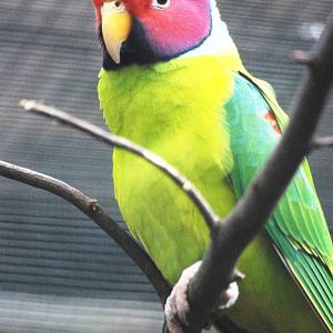 Plum-headed Parakeet at Walsrode, 22/03/13