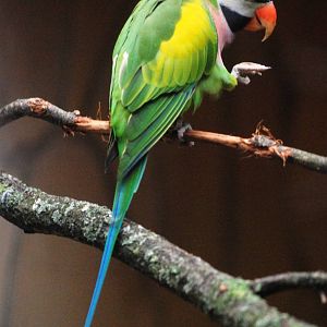 Dammerman's Moustached Parakeet at Walsrode, 22/03/13