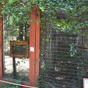 Kinkajou Enclosure