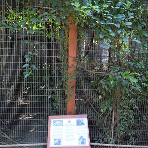Two-toed Sloth Enclosure
