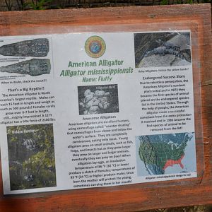 American Alligator Signage