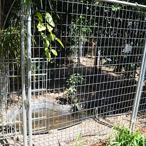 American Alligator Enclosure