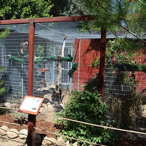 Red-tailed Hawk Aviary