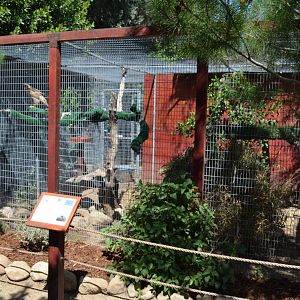 Red-tailed Hawk Aviary