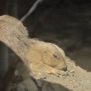Prairie Dogs