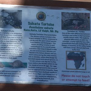 Sulcata Tortoise Signage