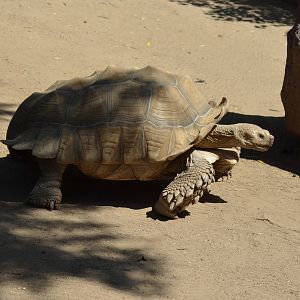 Sulcata Tortoise