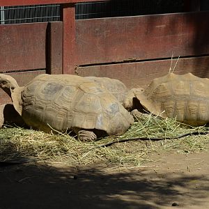 Sulcata Tortoises