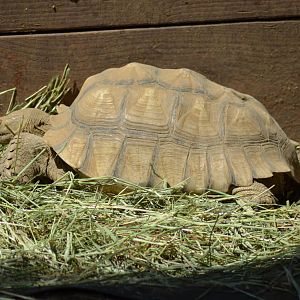 Sulcata Tortoise