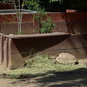 Sulcata Tortoise Yards