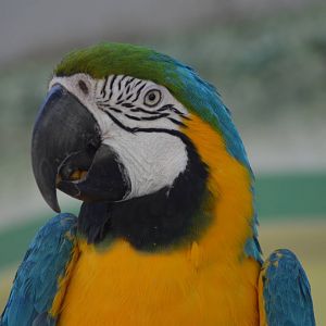 Blue and Gold Macaw: Merlin