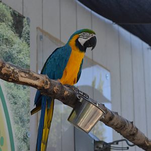 Blue and Gold Macaw: Merlin