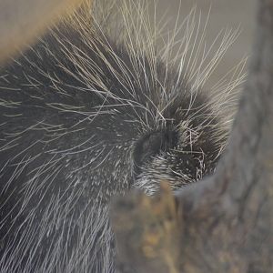 North American Porcupine