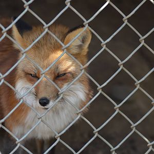 Red Fox