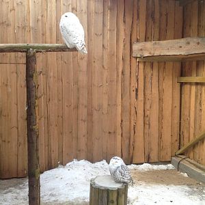 Tallinn Zoo owls