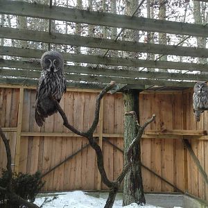 Tallinn Zoo owls
