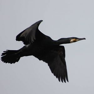 cormorant