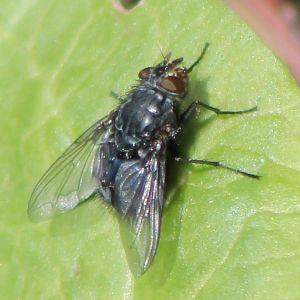 fly-species