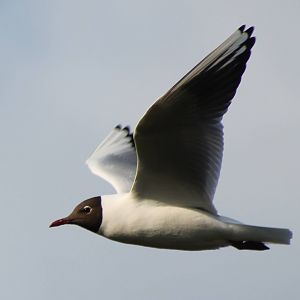 black headed gull