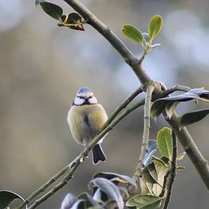 blue tit