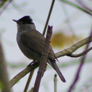 blackcap