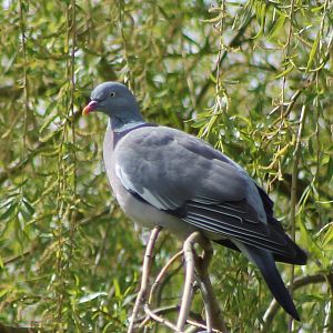 woodpigeon