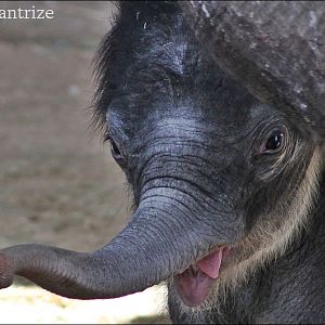 Baby elephant