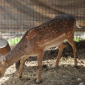 Mesopotamian fallow deer/ Dama mesopotamica