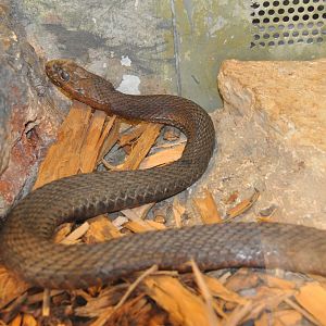 Montpellier snake/ Malpolon monspessulanus insignitus