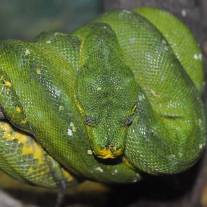 Green tree python/ Morelia viridis