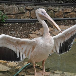 Eastern white pelican/ Pelecanus onocrotalus