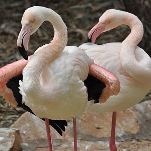 Greater flamingo/ Phoenicopterus roseus