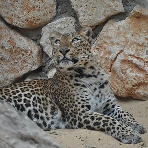 Leopard/ Panthera pardus