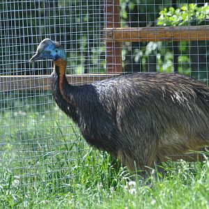 Single-wattled cassowary/ Casuarius unappendiculatus