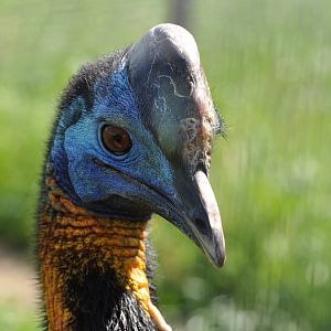 Single-wattled cassowary/ Casuarius unappendiculatus