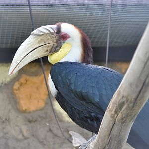 Wreathed hornbill/ Rhyticeros undulatus