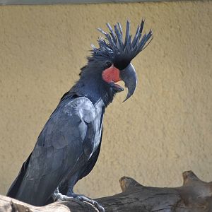 Palm cockatoo/ Probosciger aterrimus