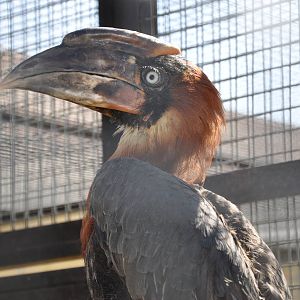 Rufous hornbill/ Buceros hydrocorax mindanensis