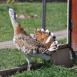 Great bustard/ Otis tarda tarda