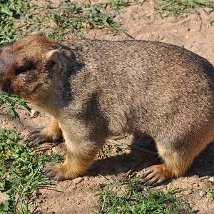 Bobak marmot/ Marmota bobak