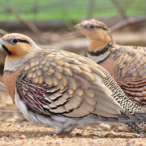 Pin-tailed sandgrouse/ Pterocles alchata