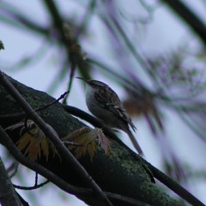 short-toed treecreeper