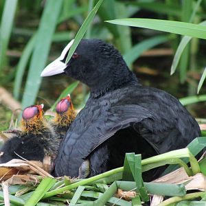 coot with chicks