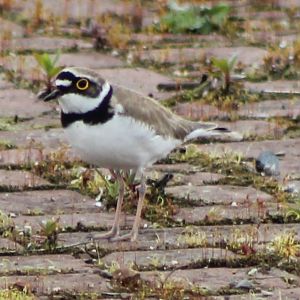 little ringed plover