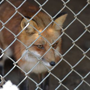 Red Fox