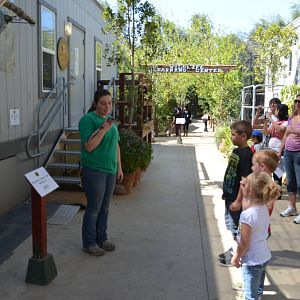 Blue-Tongued Skink Presentation