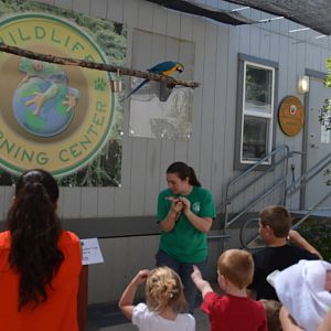 Blue-Tongued Skink Presentation