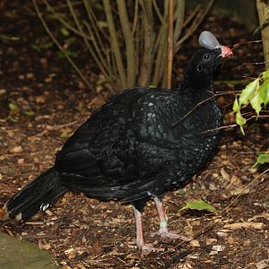 Helmented Currasow - Amazon World Zoo - March 2013