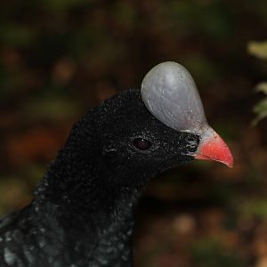 Helmented Currasow - Amazon World Zoo - March 2013